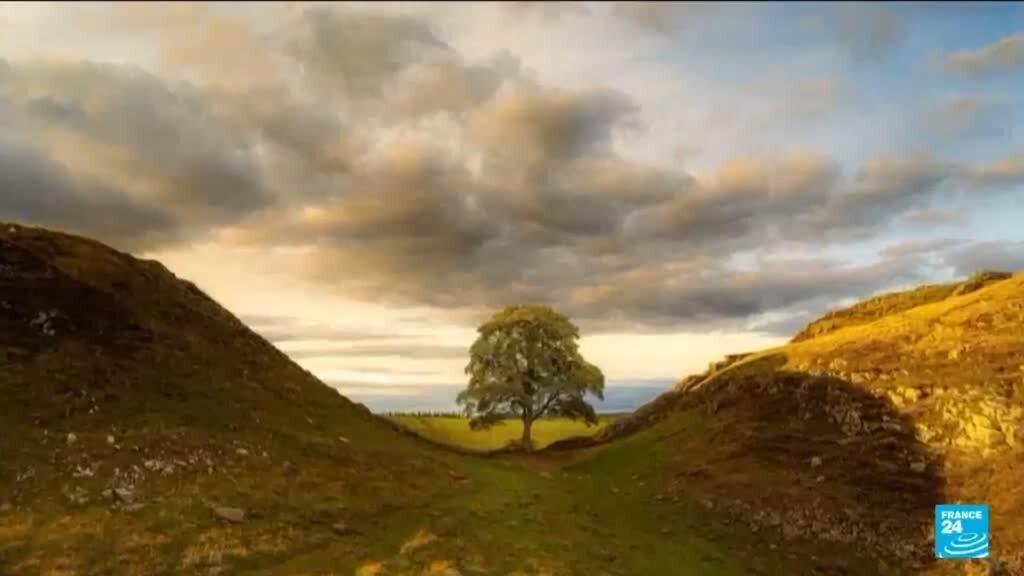 Sycamore Gap tree vandals jailed over 4 years in England